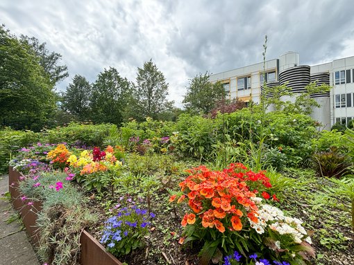 Foto von bunten Blumen, die im Garten vor dem Sana Klinikum Hof wachsen. 